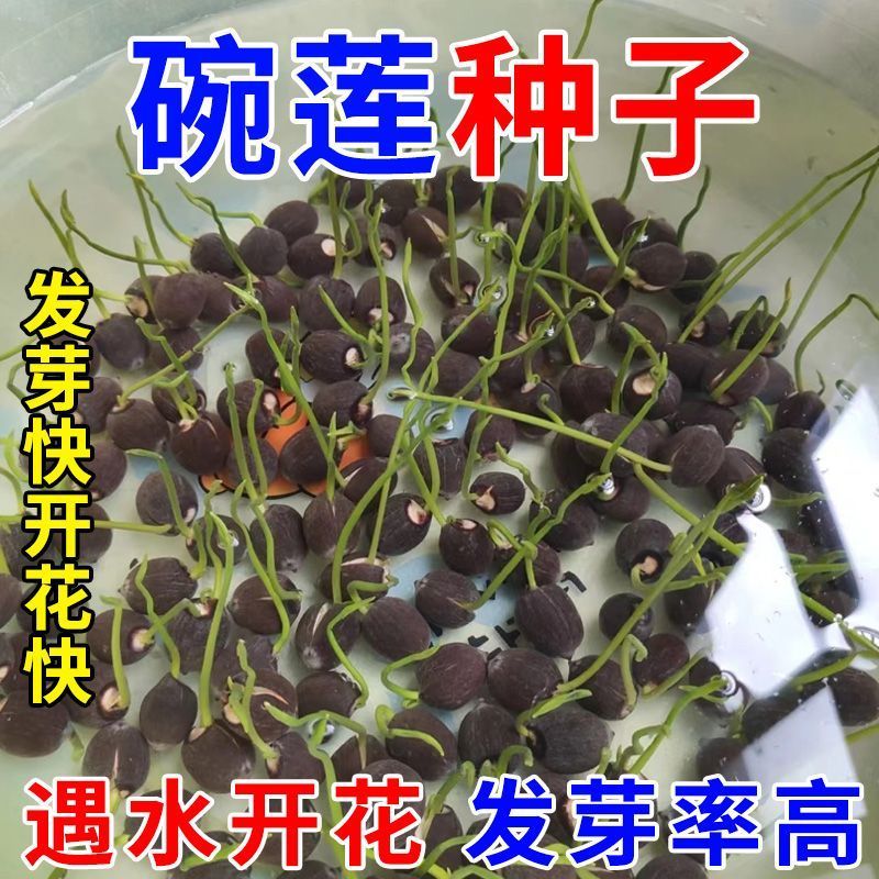 碗莲种子四季播种，水培植物，见水就活1斤400多粒