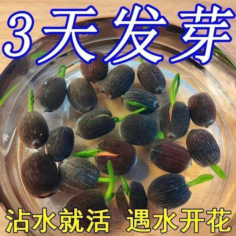 碗莲种子水养水培四季开花家用花鱼一斤400多粒