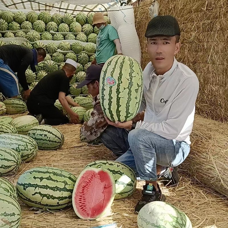 宁夏正宗石头瓜大红瓤小剥皮产地直发一手货源欢迎采够