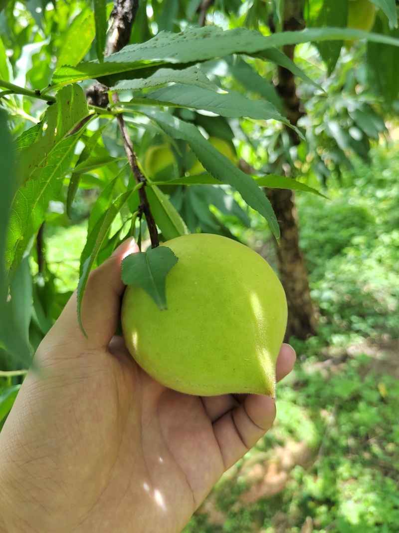 江西赣南鹰嘴蜜桃