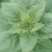 榨油冠军油葵葵花种子高产耐旱耐低温耐盐碱抗倒伏葵花种子