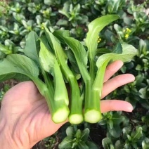 尖叶四季菜心种子甜菜心籽青菜种籽菜苔农家盆栽阳台蔬菜