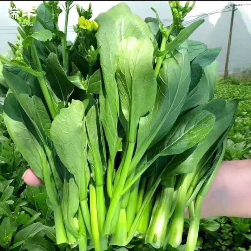 尖叶四季菜心种子甜菜心籽青菜种籽菜苔农家盆栽阳台蔬菜