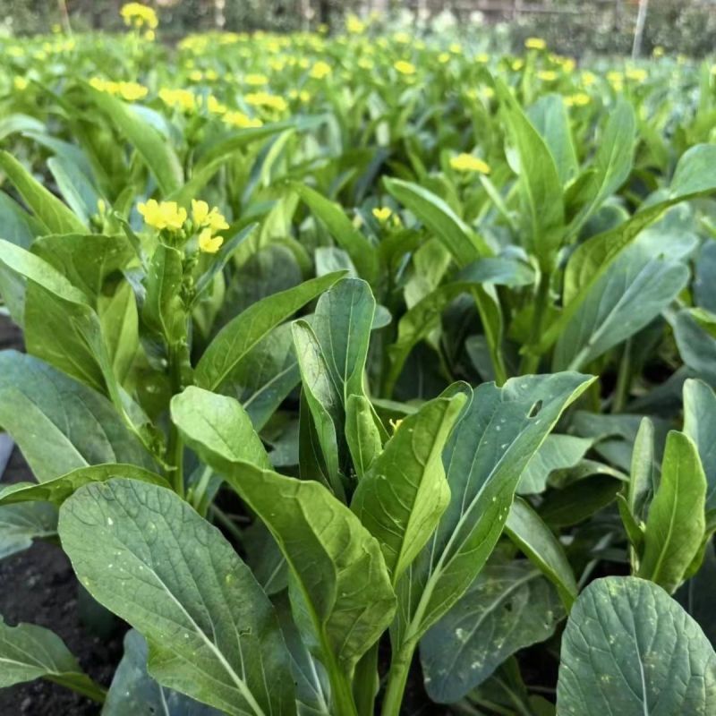 尖叶四季菜心种子甜菜心籽青菜种籽菜苔农家盆栽阳台蔬菜
