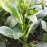 尖叶四季菜心种子甜菜心籽青菜种籽菜苔农家盆栽阳台蔬菜