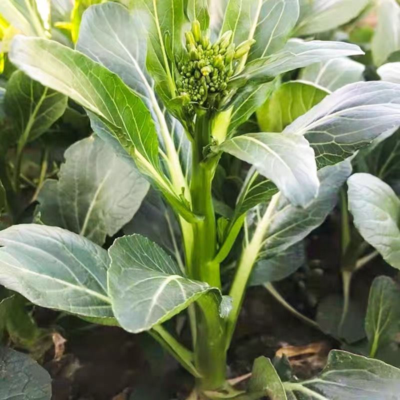尖叶四季菜心种子甜菜心籽青菜种籽菜苔农家盆栽阳台蔬菜