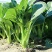 尖叶四季菜心种子甜菜心籽青菜种籽菜苔农家盆栽阳台蔬菜