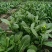 尖叶四季菜心种子甜菜心籽青菜种籽菜苔农家盆栽阳台蔬菜
