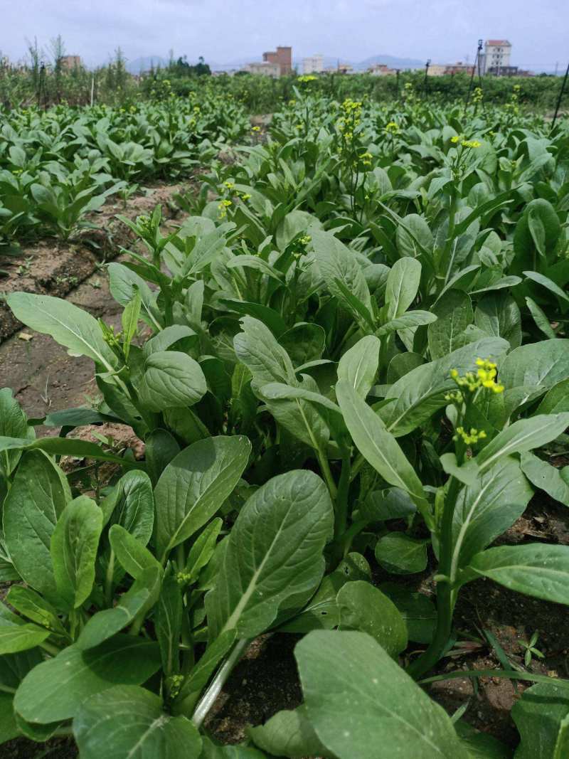 尖叶四季菜心种子甜菜心籽青菜种籽菜苔农家盆栽阳台蔬菜