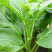 尖叶四季菜心种子甜菜心籽青菜种籽菜苔农家盆栽阳台蔬菜