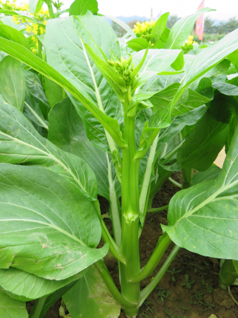 尖叶四季菜心种子甜菜心籽青菜种籽菜苔农家盆栽阳台蔬菜