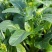 尖叶四季菜心种子甜菜心籽青菜种籽菜苔农家盆栽阳台蔬菜