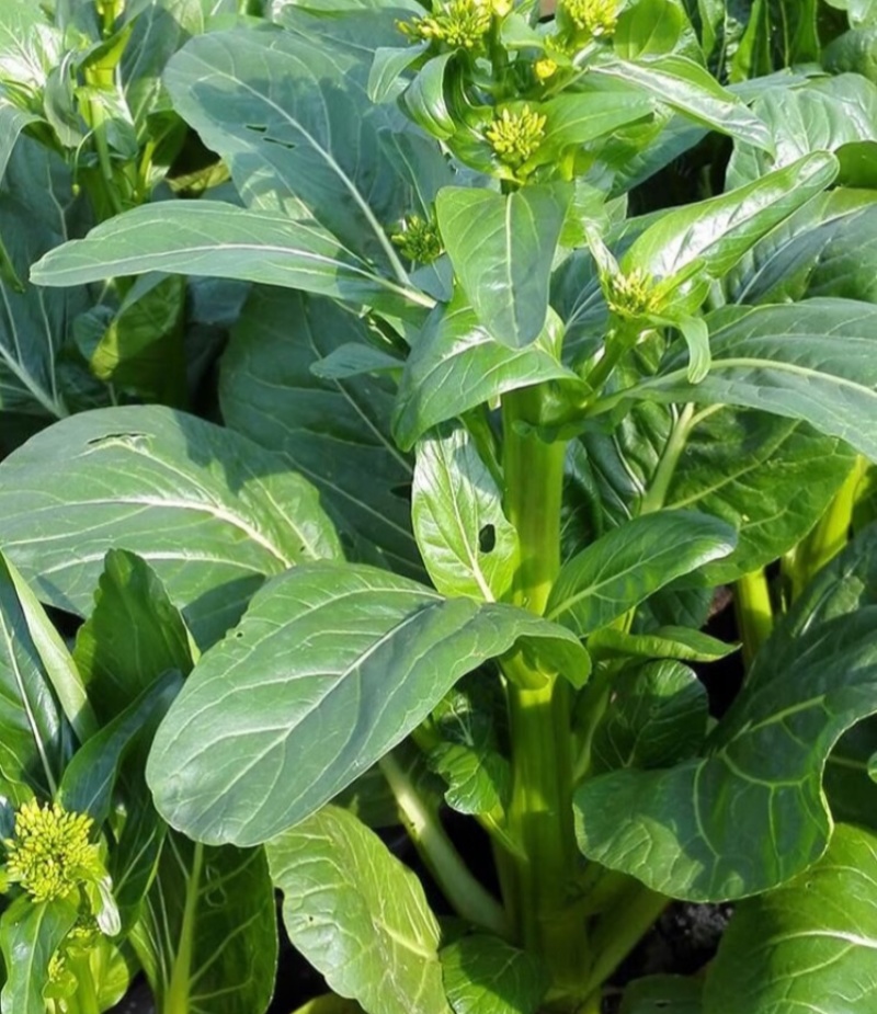 尖叶四季菜心种子甜菜心籽青菜种籽菜苔农家盆栽阳台蔬菜