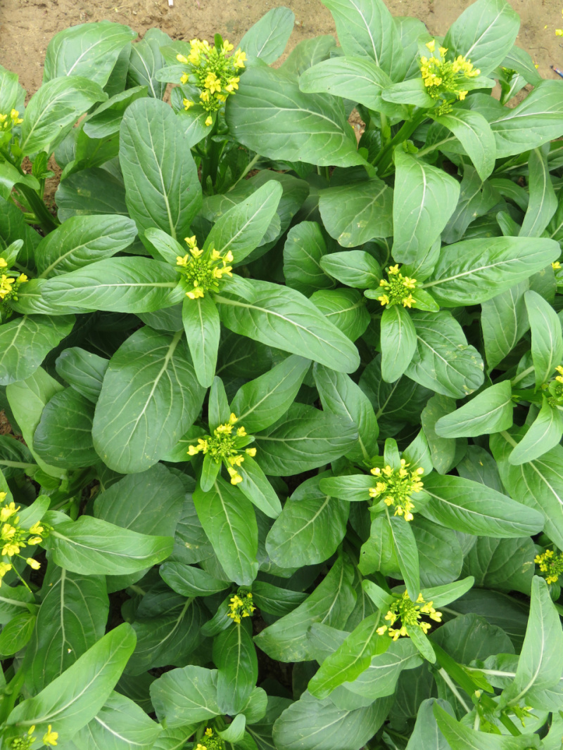 尖叶四季菜心种子甜菜心籽青菜种籽菜苔农家盆栽阳台蔬菜