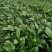 尖叶四季菜心种子甜菜心籽青菜种籽菜苔农家盆栽阳台蔬菜