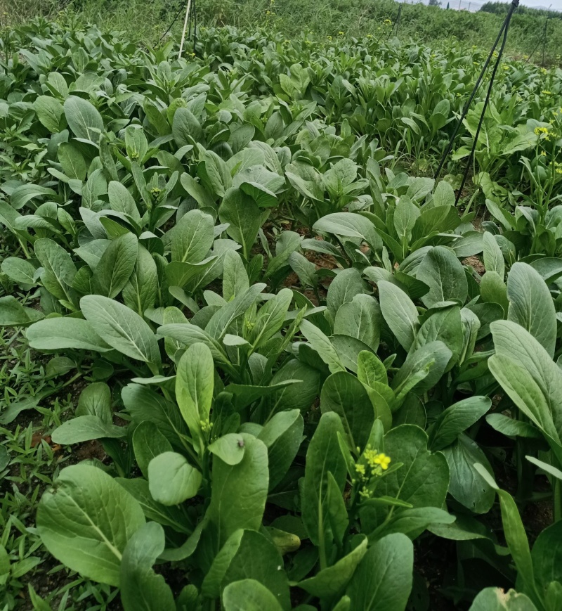 尖叶四季菜心种子甜菜心籽青菜种籽菜苔农家盆栽阳台蔬菜