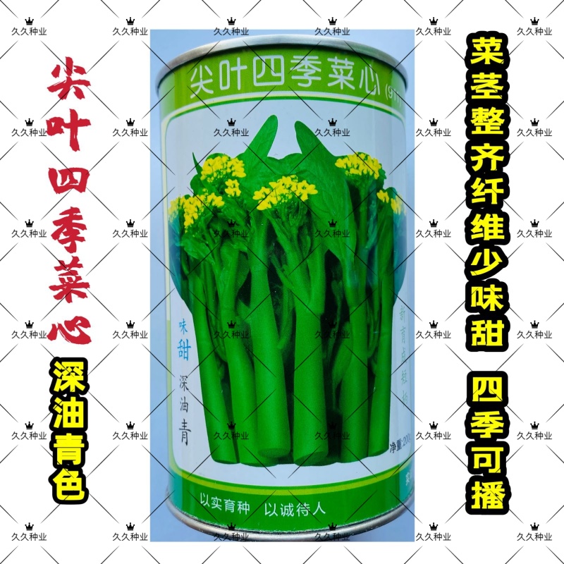 尖叶四季菜心种子甜菜心籽青菜种籽菜苔农家盆栽阳台蔬菜