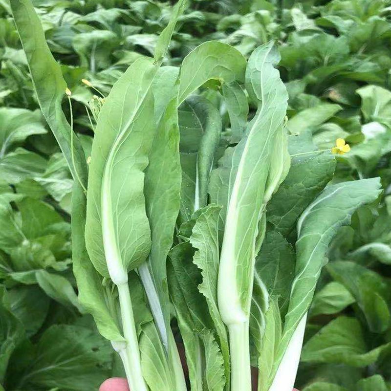 川禾小白龙白菜苔种子甜脆白嫩粗壮抗病农家秋季播种优选菜苔