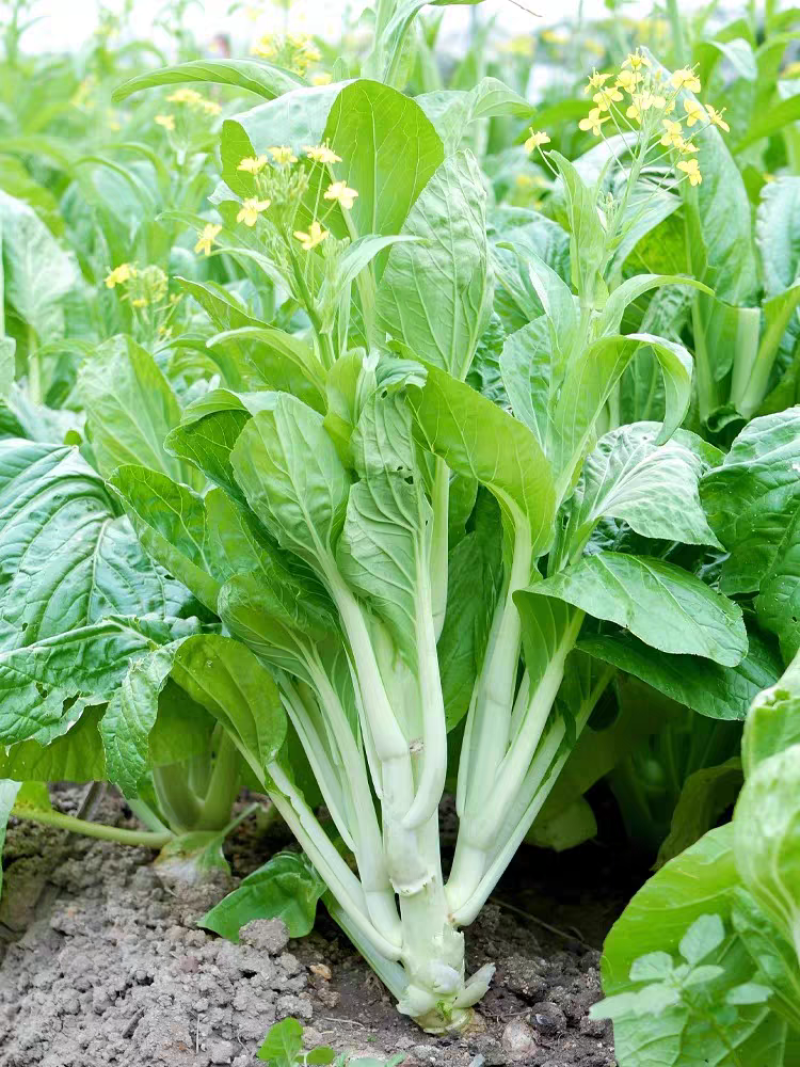 川禾小白龙白菜苔种子甜脆白嫩粗壮抗病农家秋季播种优选菜苔