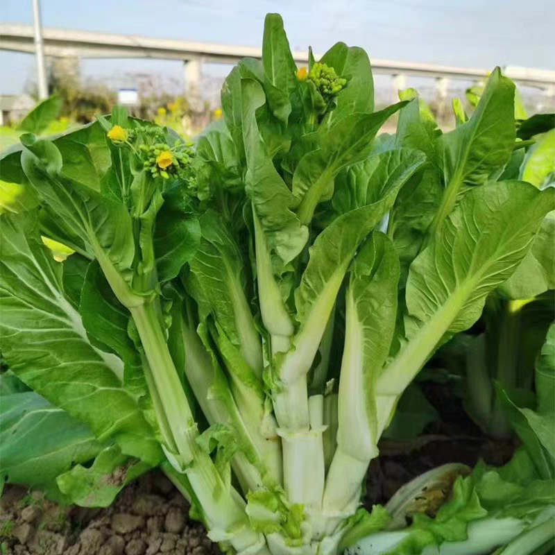 川禾小白龙白菜苔种子甜脆白嫩粗壮抗病农家秋季播种优选菜苔