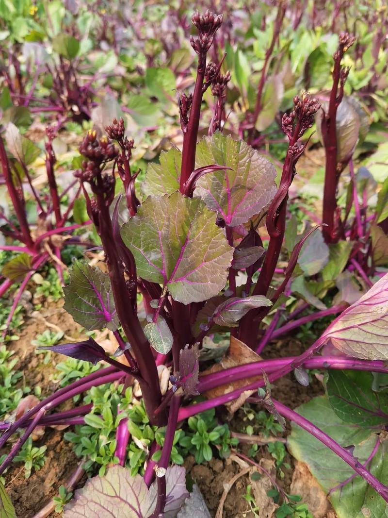 十月红菜台种子早熟高产过冬蔬菜春季秋季种植阳台抗病寒种籽