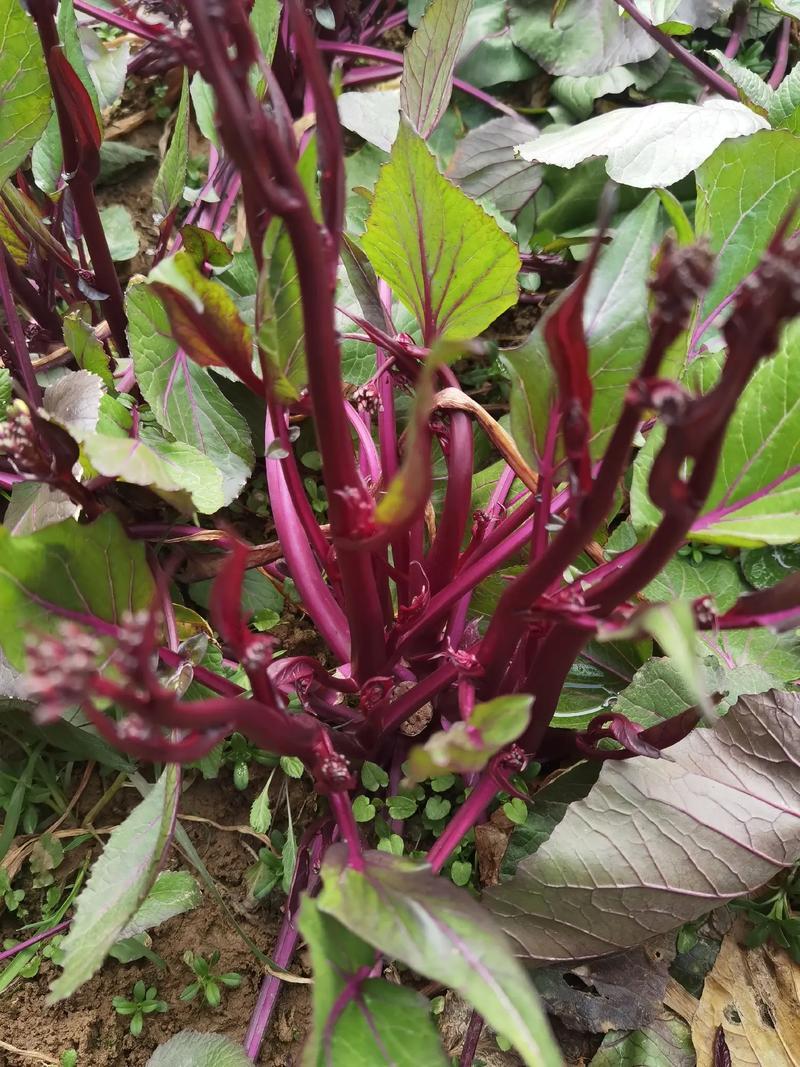 十月红菜台种子早熟高产过冬蔬菜春季秋季种植阳台抗病寒种籽