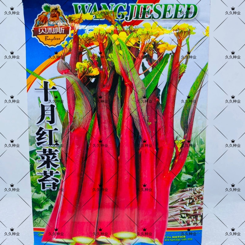十月红菜台种子早熟高产过冬蔬菜春季秋季种植阳台抗病寒种籽