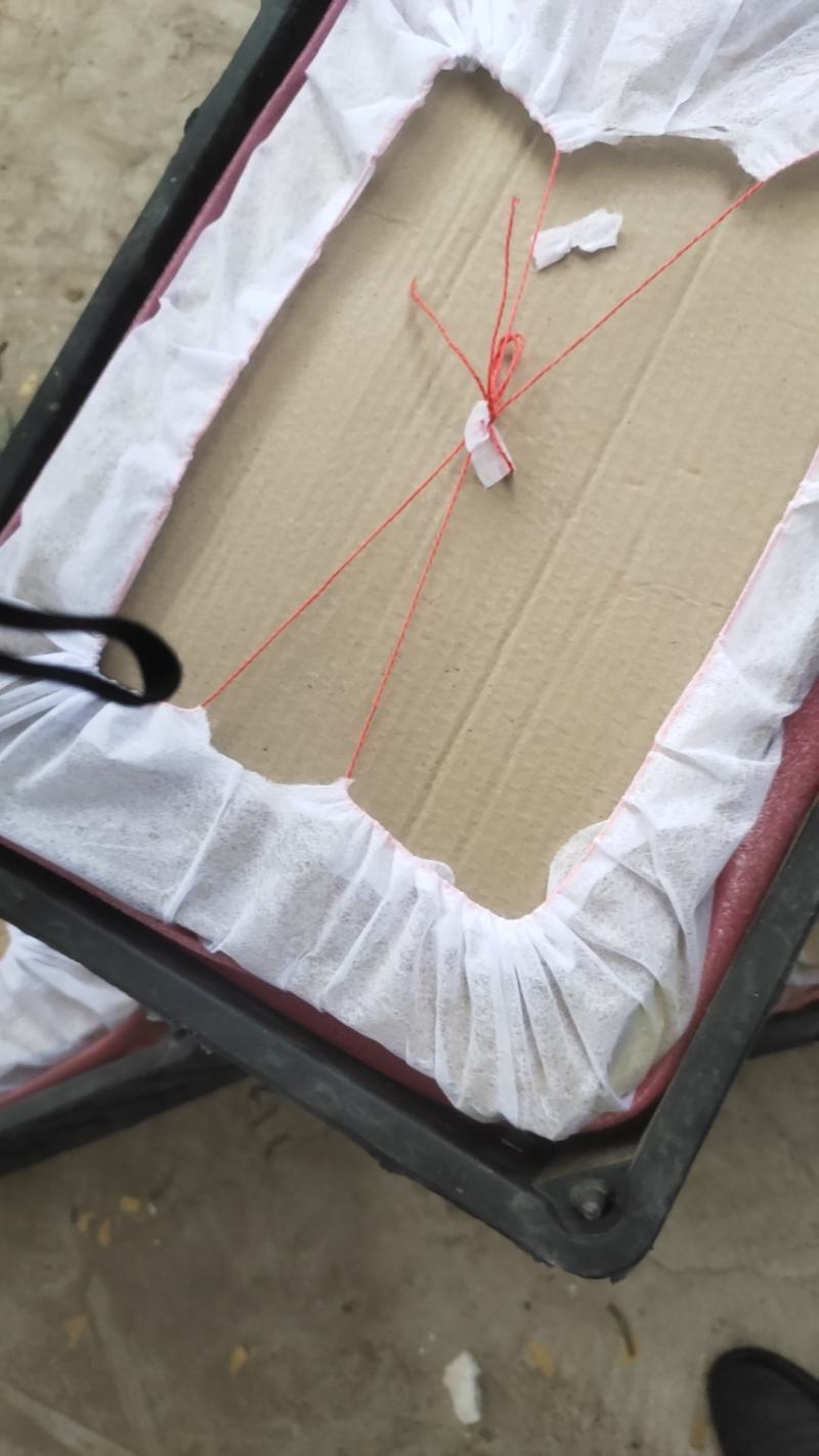 砀山精品早梨绿宝石梨产地直发品质保证欢迎咨询