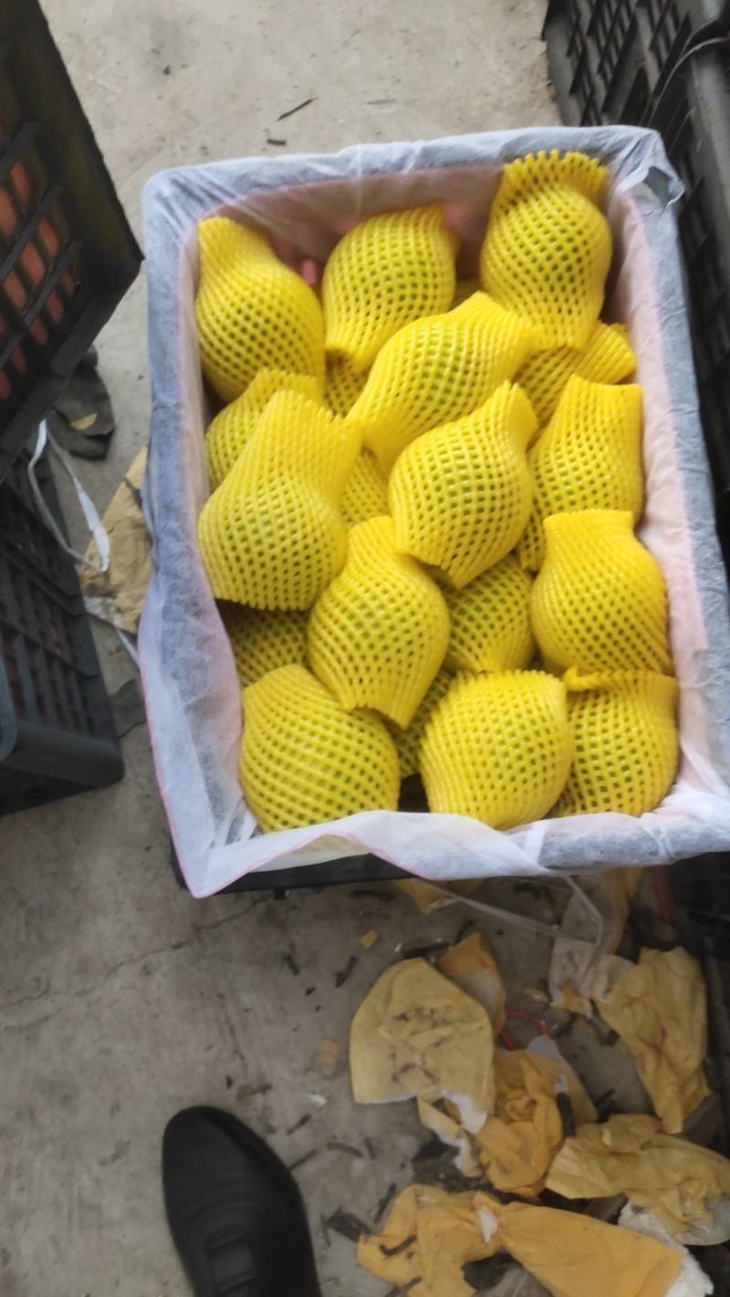 砀山精品早梨绿宝石梨产地直发品质保证欢迎咨询