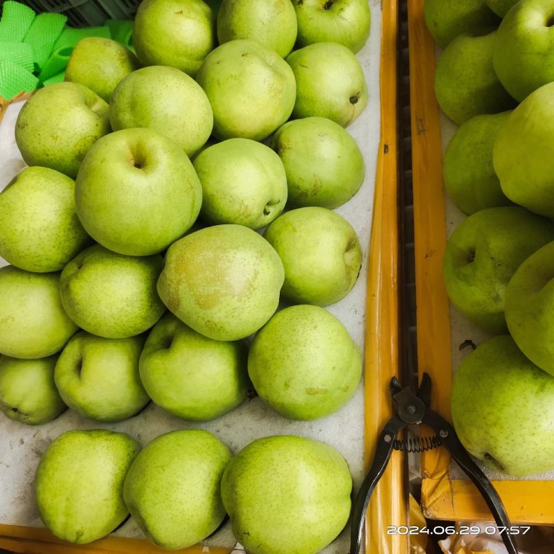 砀山精品早梨绿宝石梨产地直发品质保证欢迎咨询