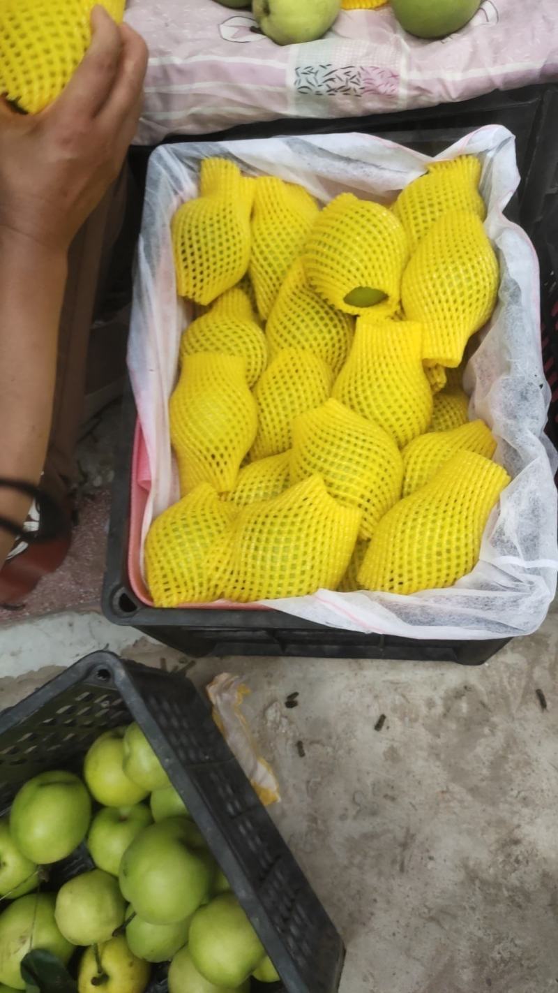 砀山精品早梨绿宝石梨产地直发品质保证欢迎咨询
