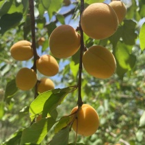 黄土高原吊干杏