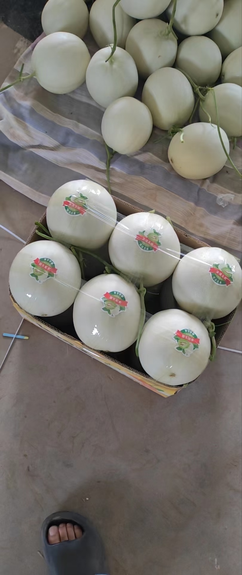 玉菇甜瓜，果面靓丽，甜度高，个头均匀保质保量，诚信交易