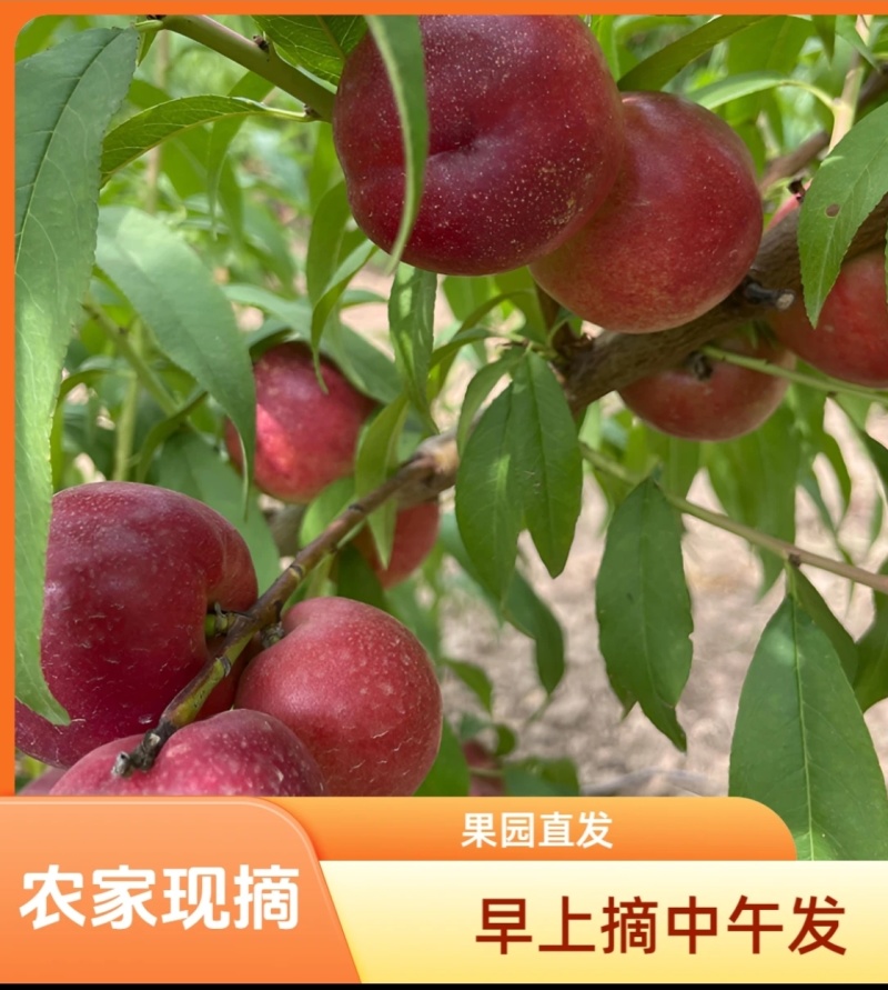 珍珠枣油桃