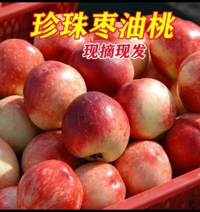 珍珠枣油桃
