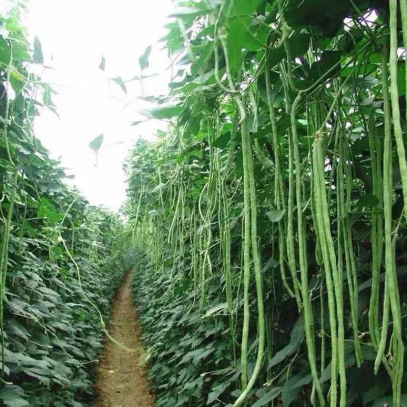 供应新鲜长豆角长角豆大量有货欢迎洽谈合作