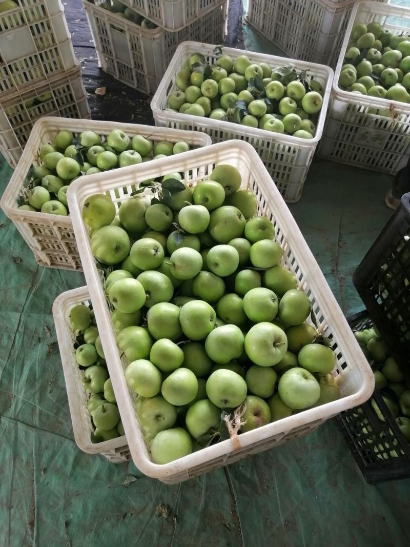金帅苹果*品种规格齐全、口感甜脆、支持产地代发