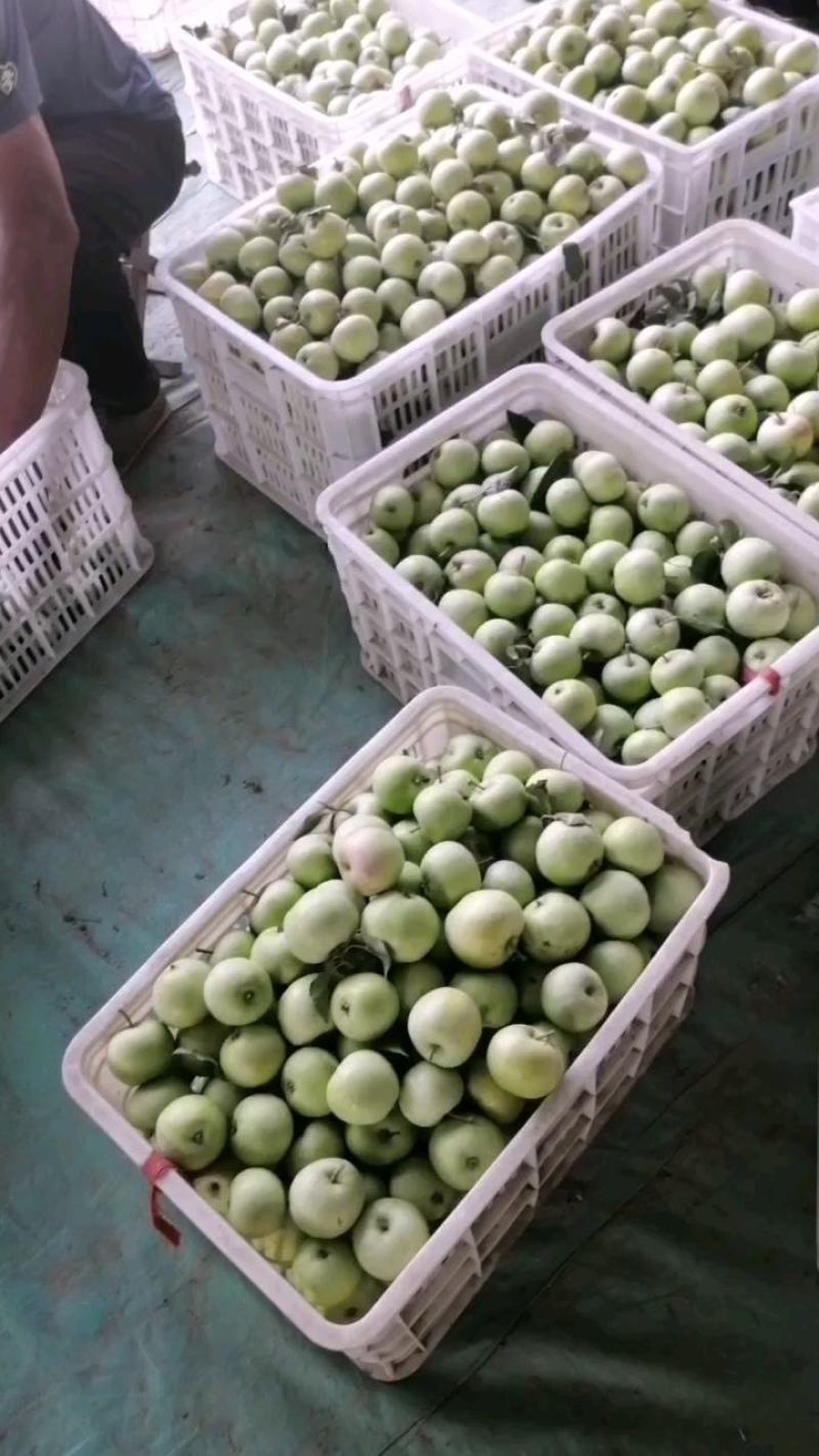 金帅苹果*品种规格齐全、口感甜脆、支持产地代发