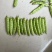 精品吉林油豆角，口感好，条型正，颜色绿，无公害蔬菜