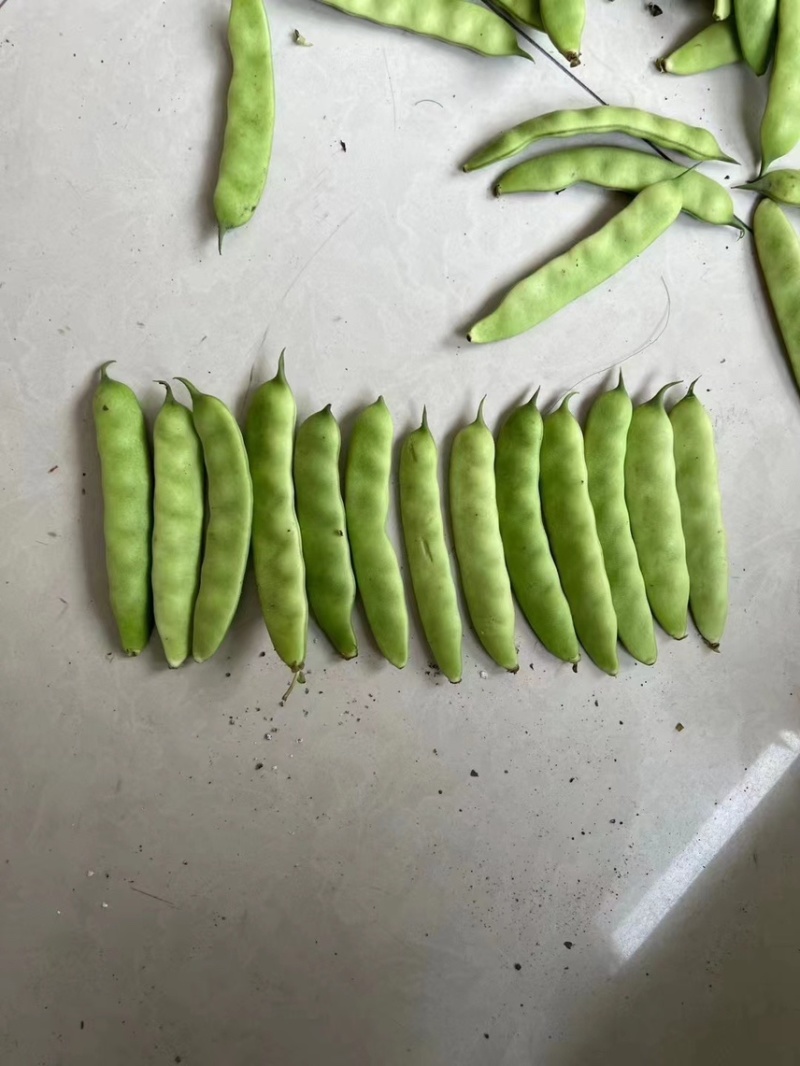 精品吉林油豆角，口感好，条型正，颜色绿，无公害蔬菜