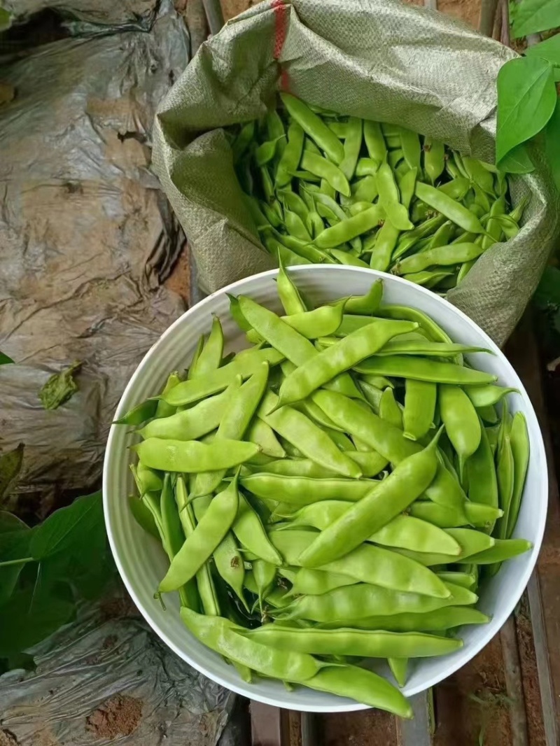 精品吉林油豆角，口感好，条型正，颜色绿，无公害蔬菜