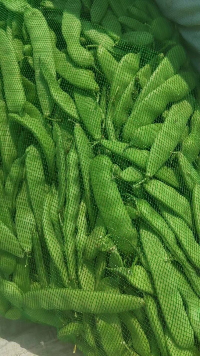 精品吉林油豆角，口感好，条型正，颜色绿，无公害蔬菜