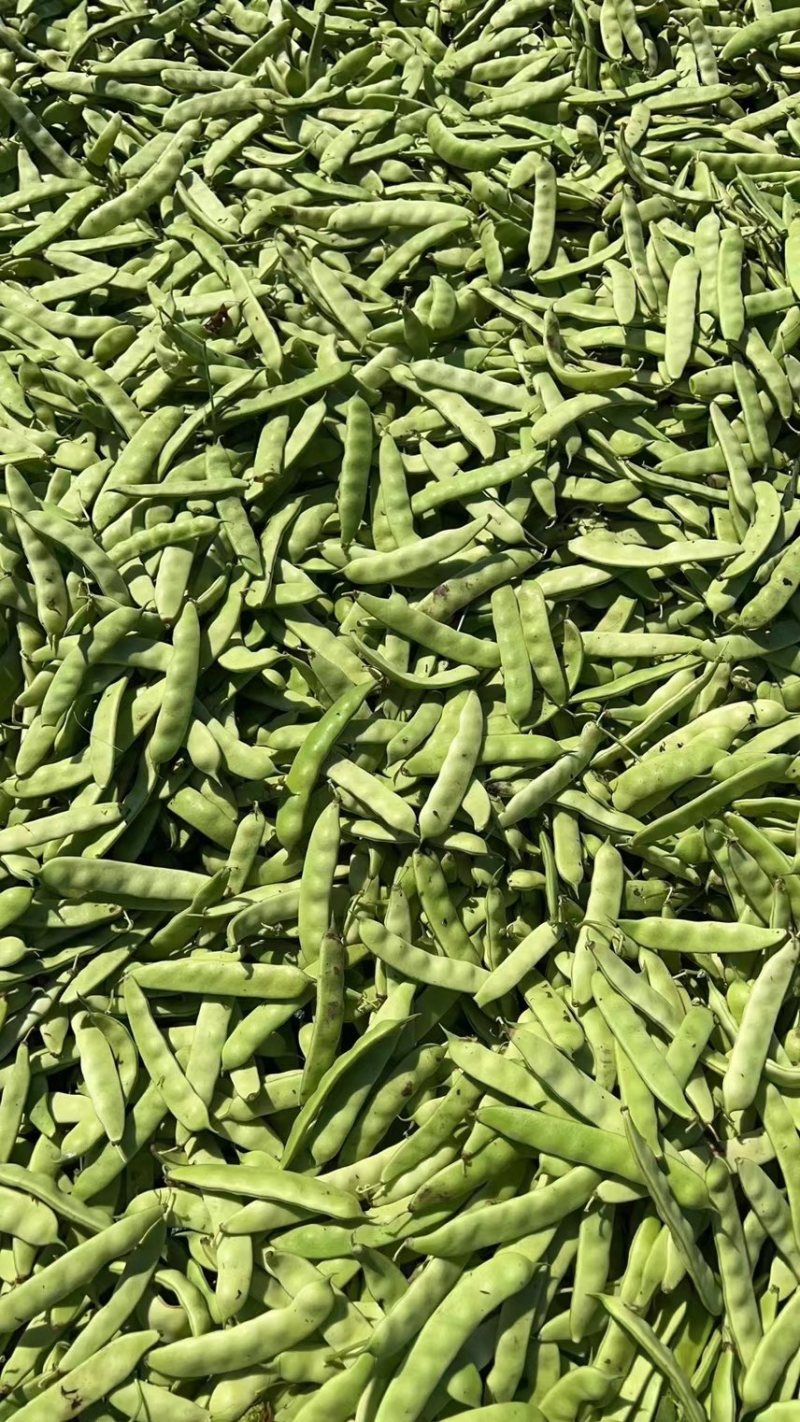 精品吉林油豆角，口感好，条型正，颜色绿，无公害蔬菜