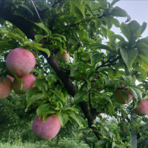 精选前卫红李，香甜多汁，唤醒您的味蕾