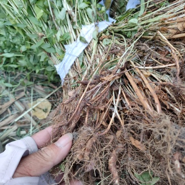 两年生老根千屈菜