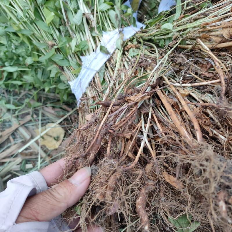 两年生老根千屈菜