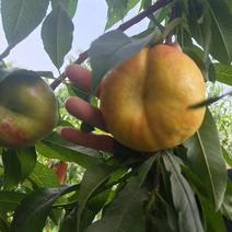 油蟠七黄油蟠大量上市价格美丽有需要可以，出售各种桃子