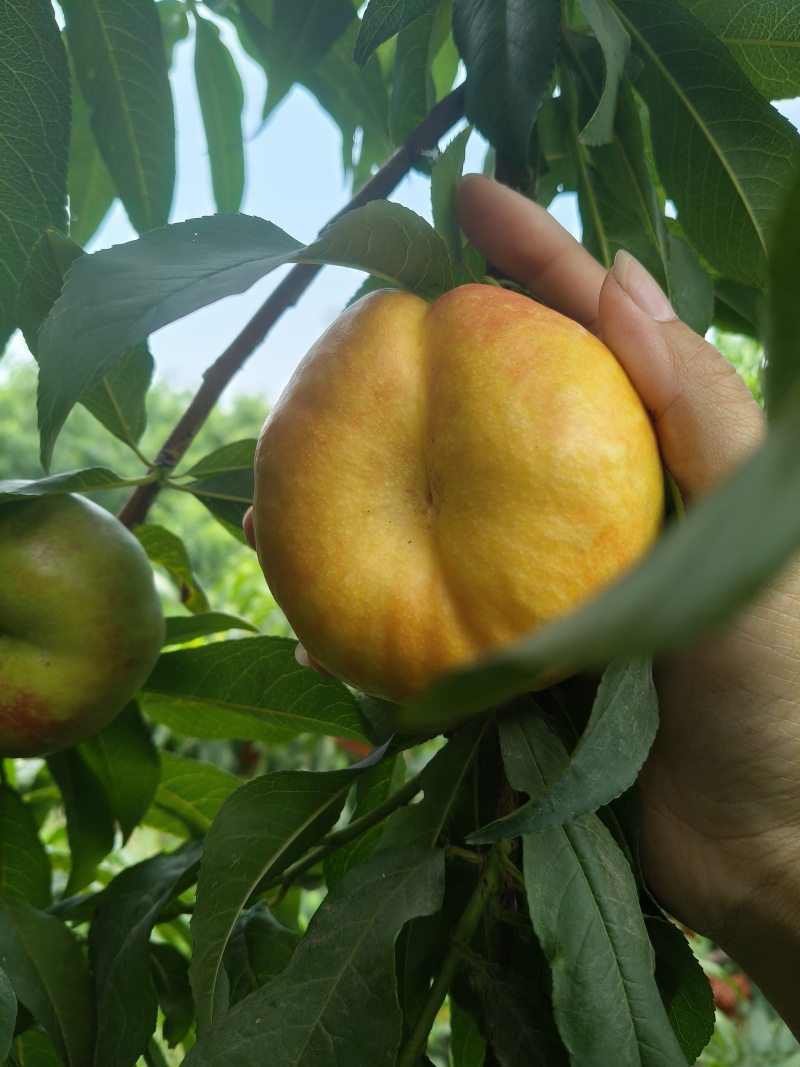 油蟠七黄蟠桃大量上市出售各种各样葡萄桃子有需要可以联系