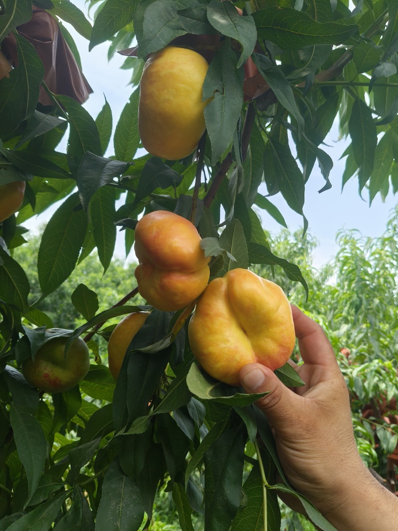 油蟠七黄蟠桃大量上市出售各种各样葡萄桃子有需要可以联系