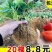 草莓苗根系好20棵12元